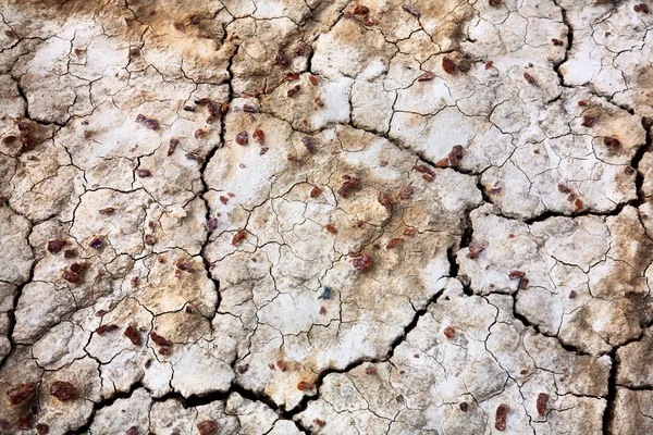 Texture du sol sec fissuré — Photo