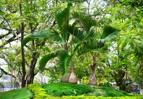 Palmy w lumbini park — Zdjęcie stockowe