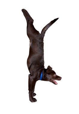 Dog yoga handstand pose clipart