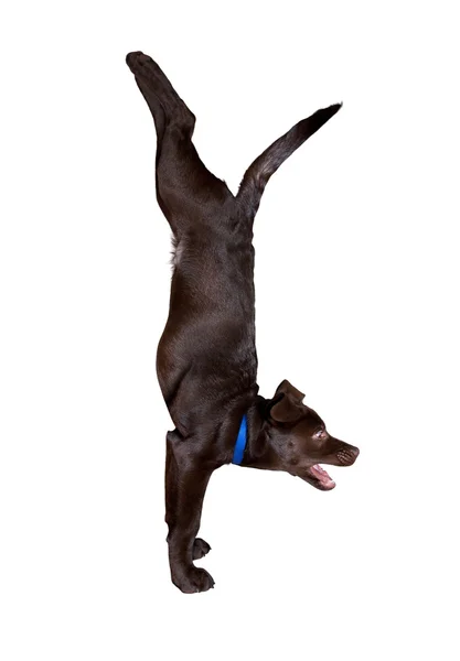 Dog Yoga Handstand Pose — Stockfoto