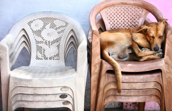 stock image Homeless dog sleeping on the chairs