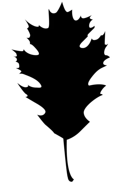 Noordelijke red oak silhouet — Stockvector