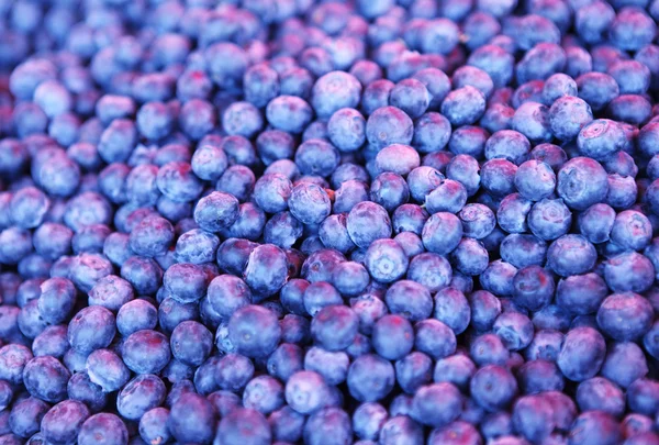 stock image Blueberry background