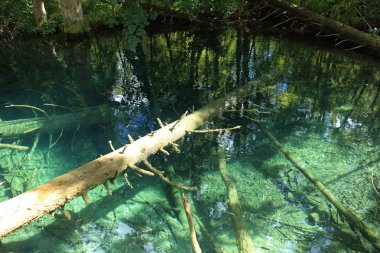 lake alt ağaçlar