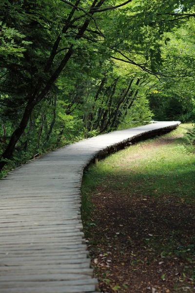 Wooden Path — Stock Photo, Image