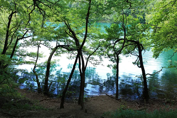 Träd under vatten — Stockfoto