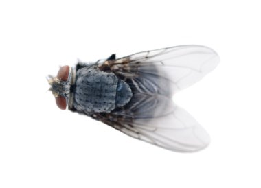 beyaz zemin üzerinde mavi-gri sinek