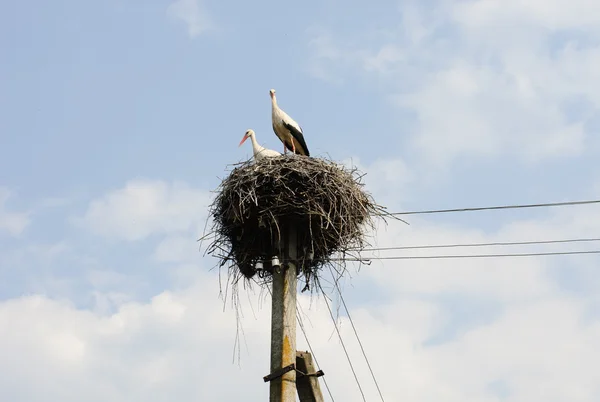 stock image Two white storks in the nest on the elektrical pole blue sky