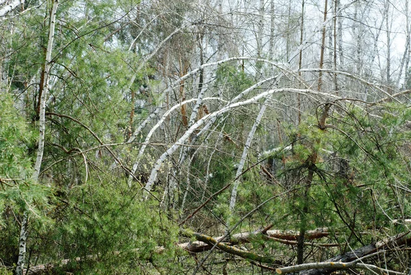 Broken white birch tree in green forest — Stock Photo, Image