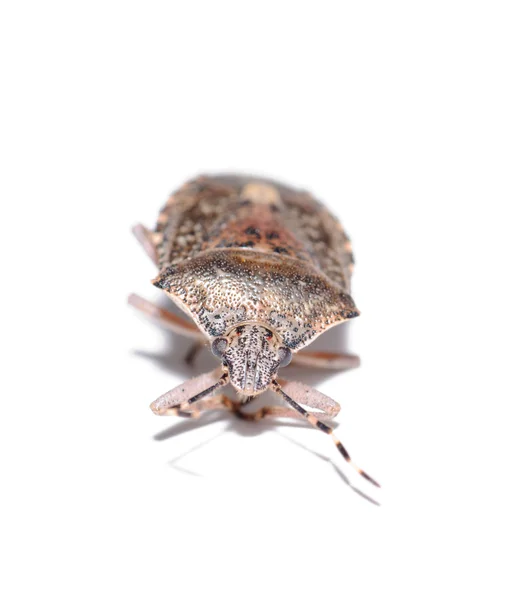 黑刺李 bug，斑须蝽隔离白色背景 — 图库照片