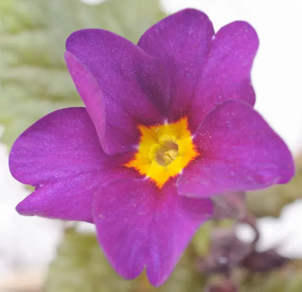 Primula λουλούδι στην κινηματογράφηση σε πρώτο πλάνο — Φωτογραφία Αρχείου