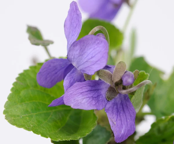 Zioło kwiaty viola zbliżenie — Zdjęcie stockowe