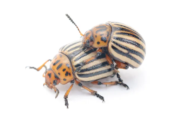 两个科罗拉多马铃薯 bug (马铃薯甲虫) 上白色 b 孤立 — 图库照片