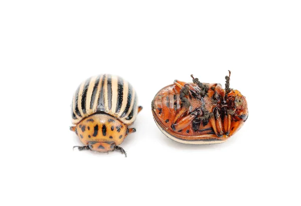 Dois insetos da batateira colorado (leptinotarsa decemlineata) isolados no b branco — Fotografia de Stock