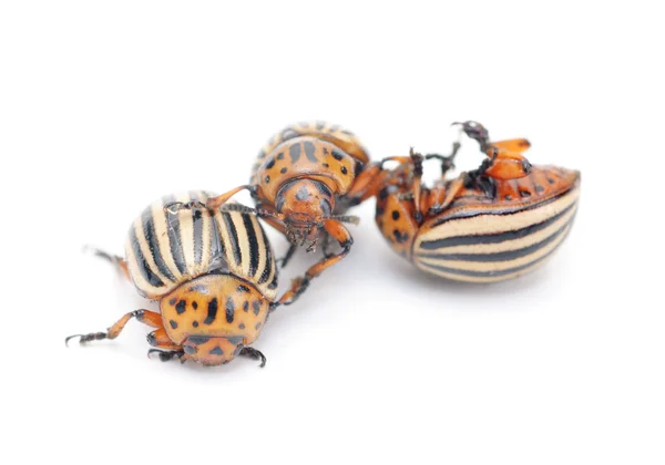 三个科罗拉多马铃薯 bug (马铃薯甲虫) 上白色孤立 — 图库照片