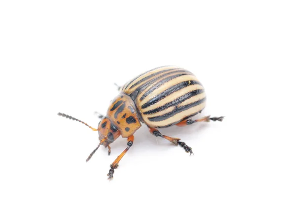 科罗拉多州马铃薯 bug (马铃薯甲虫) 上白色黑色孤立 — 图库照片