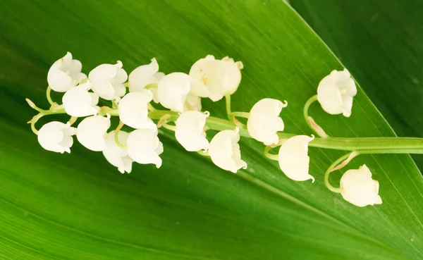 Μπορεί-κρίνος το λευκό λουλούδι — Φωτογραφία Αρχείου