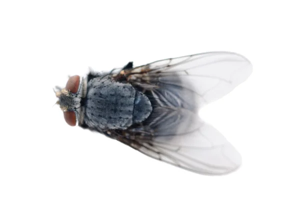 Blau-graue Fliege auf weißem Hintergrund — Stockfoto