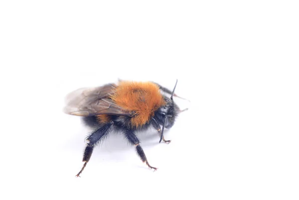 Bumblebee isolado no fundo branco — Fotografia de Stock