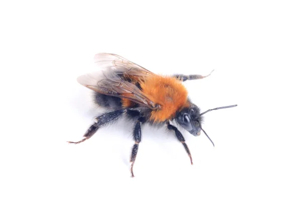 Bumblebee isolado no fundo branco — Fotografia de Stock