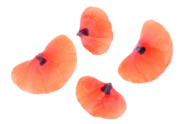 Mooie rode papaver blad geïsoleerd op witte achtergrond — Stockfoto