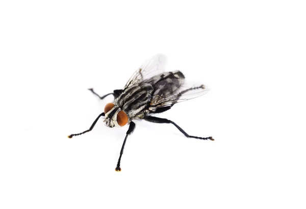 Fly on a white background — Stock Photo, Image