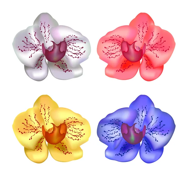 Serie di orchidee — Vettoriale Stock