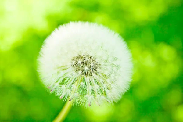 Stock image Withe downy dandelion on green