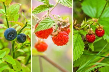 Any wild berry from forest clipart