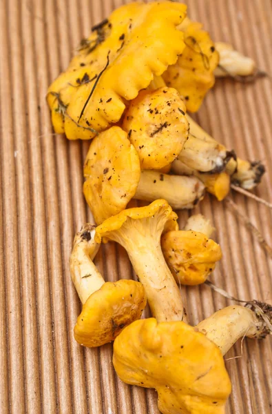 Fresh mushrooms chanterelle on wood — Stock Photo, Image