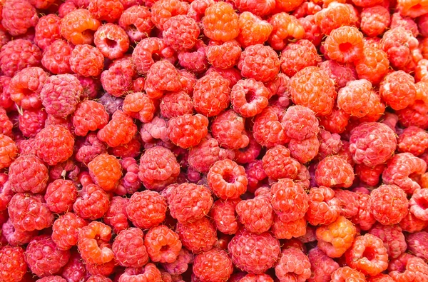 stock image Many fresh raspberry