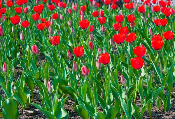 Jasne czerwone tulipany — Zdjęcie stockowe