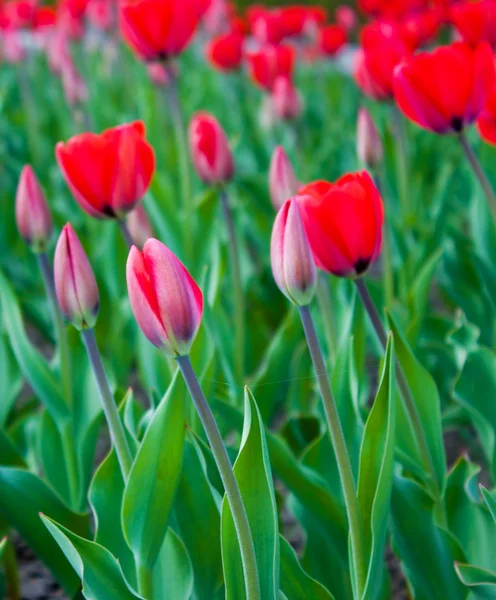 Ljusa röda tulpaner — Stockfoto