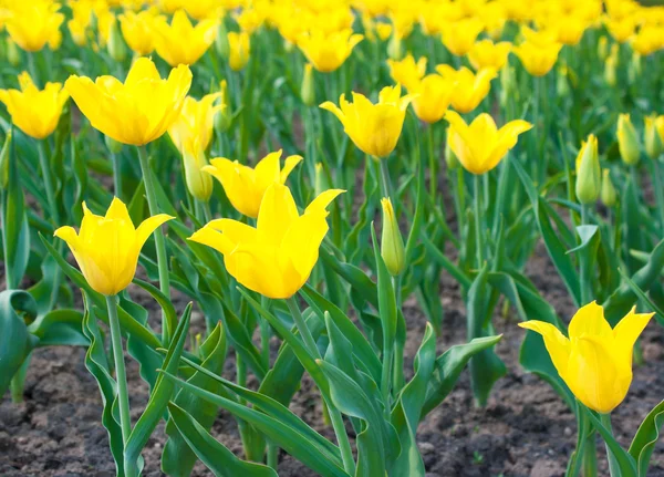 Jasne żółte tulipany — Zdjęcie stockowe