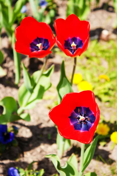 Три красных тюльпана — стоковое фото