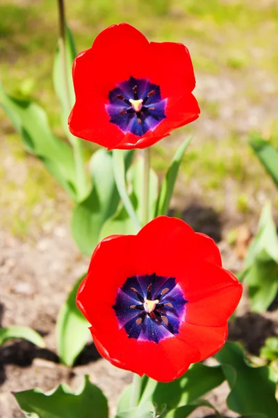Deux tulipes rouges — Photo