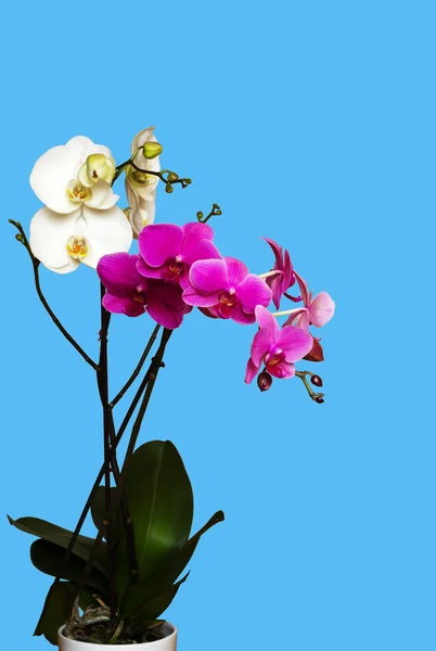 Белые и лиловые орхидеи — стоковое фото
