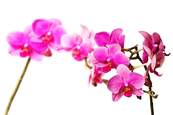 Magenta orchids — Stock Photo, Image