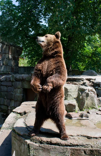 Urso castanho — Fotografia de Stock