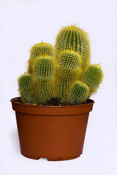 Groene Maxomys cactus — Stockfoto