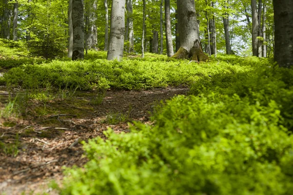 stock image Spring forest