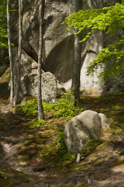 stock image Spring forest