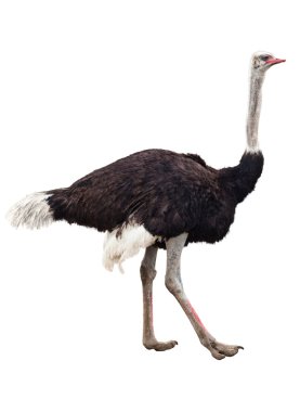 Ostrich clipart