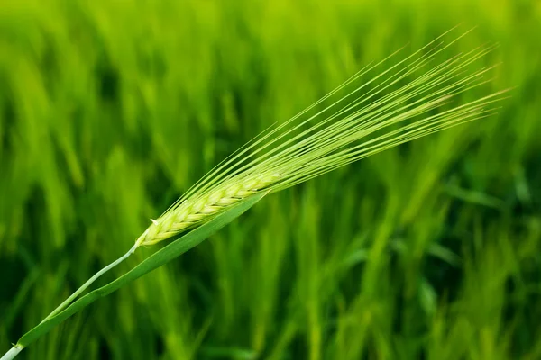 Wheat field closeup — Stock Photo, Image