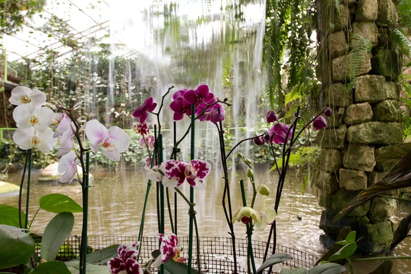 Квіти і водоспад — стокове фото