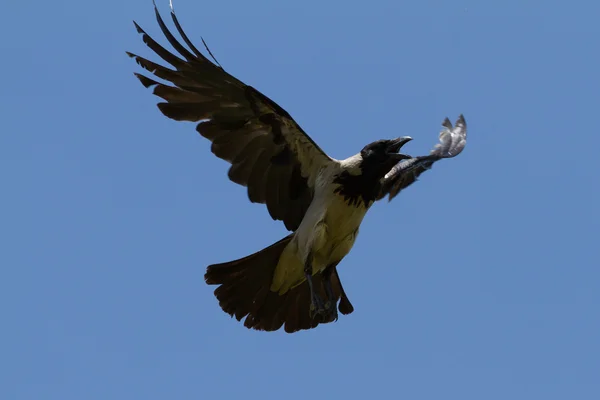 stock image Raven in flight