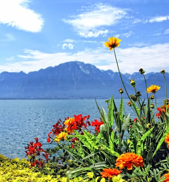 Flores no lago de Genebra . — Fotografia de Stock