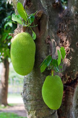 Jackfruits clipart