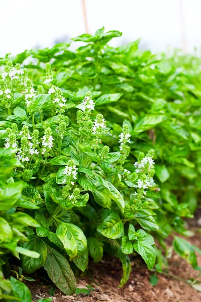 stock image Green basil