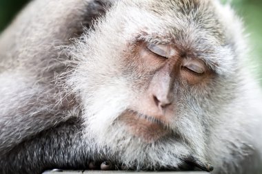 Sleeping monkey clipart